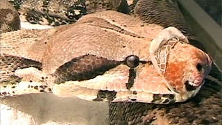 Beginning Process of Ecdysis in Boa constrictor [upl. by Nainatrad]