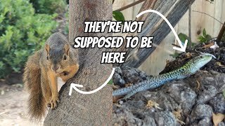 Discovering hidden Exotic wildlife in Southern California  Field Herping Los Angeles [upl. by Bohman465]