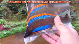 AKHIRNYA Dapat Channa Limbata Paling Biru Disungai Ini  Mancing Ikan Channa Limbata Disungai [upl. by Fiske527]