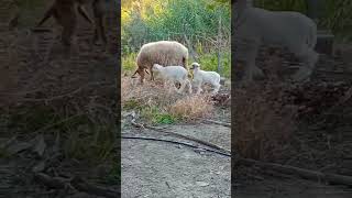 Martina the ovine with twins Cristine and Mask🐑 sheep sheeptwins [upl. by Kella]