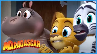 DreamWorks Madagascar  Great Escape Mission  Madagascar A Little Wild  Kids Movies [upl. by Ihskaneem645]