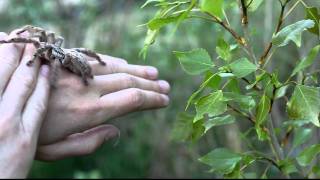 handling of defensive Heteroscodra maculata [upl. by Ainatnas]