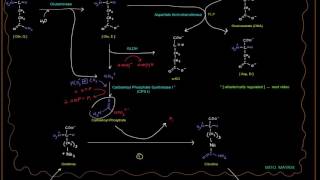 Urea Cycle Part 3 of 5  Big Picture with Enzymes GLDH Glutaminase etc [upl. by Baker]