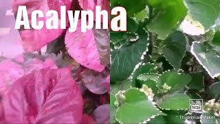 2 types of Acalyphacopperleaf How to grow by cutting [upl. by Claire872]