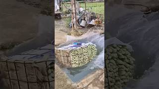 Rinsing romaine lettuce for freshness process [upl. by Handel]