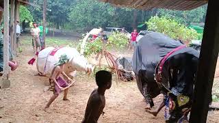 buffalo dance in a village [upl. by Ellerrad]