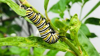 Get MORE CATERPILLARS 🐛  5 Butterfly Garden Host Plants  Butterfly Garden Basics [upl. by Dorion453]