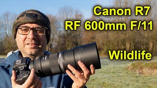 Just How Good is this Combo for Wildlife Photography Realworld Testing [upl. by Adamson]