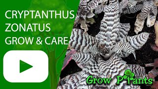 Cryptanthus zonatus  grow amp care Starfish Plant [upl. by Ydnem]