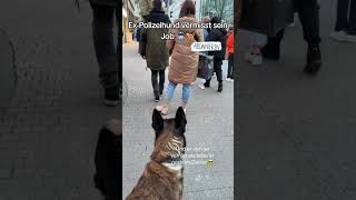 ExPolizeihund vermisst seinen Job 👮🏻‍♂️🐕‍🦺 Deutschland Polizei Hund [upl. by Liebermann]