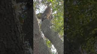 Red Shouldered Hawk has Black amp White Wing amp Tail Feathers Contrasting with Red Chest amp Cream Belly [upl. by Llemar]