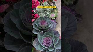 Ornamental kale amp cabbage shorts [upl. by Sheply]