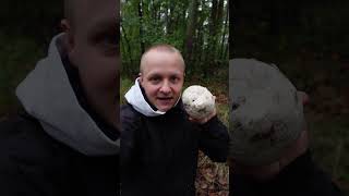 Czasznica olbrzymia  Purchawica olbrzymia łac Calvatia gigantea grzyb jadalny grzyby natura [upl. by Hoover500]