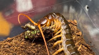 청개구리 쯤은 쉽게 제압해서 잡아먹는 베트남 자이언트 센티페드  Scolopendra subspinipes dehaani  Vietnam giant centipede [upl. by Adnauq292]