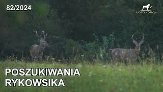 Szukamy byka przed rykowiskiem  SUDECKA OSTOJA 822024 red stag hunting in poland [upl. by Airdnat]