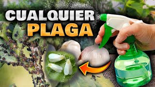 MATA BICHOS y PLAGAS con este INSECTICIDA CASERO de AJO para PLANTAS  Pesticida Casero con AJO [upl. by Iznik]