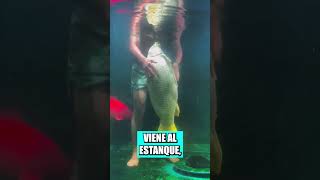 Nunca volverás a comer pescado después de ver este video [upl. by Iahcedrom493]