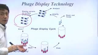 Unit 7 Part 3 Phage Display Technology [upl. by Uhthna]