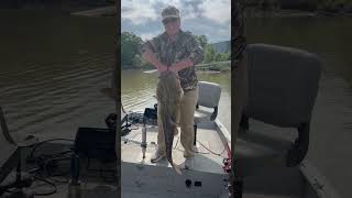 Massive Lake Eufaula Flathead [upl. by Eelek]