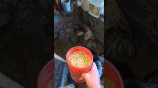 Chicken Chores And Collecting Eggs chickens [upl. by Enwad]