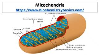 Mitochondria  Structure and Functions of Mitochondria [upl. by Groark]