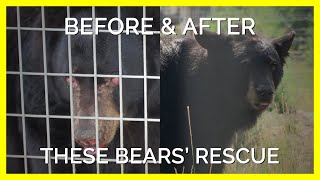 PETA Helped Rescue These Bears Who Get To Spend the Rest of Their Days in Harmony [upl. by Beata]