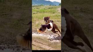 Red Fox catch bird viral videoredfox bird shortvideoviral [upl. by Lyndes]