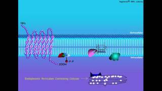 GProtein Coupled Hormone Signal Transduction [upl. by Nyram861]