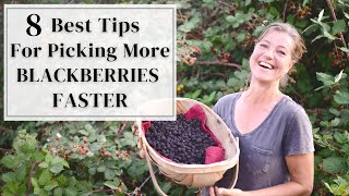 8 Best Tips for picking More Blackberries Faster [upl. by Ostler]