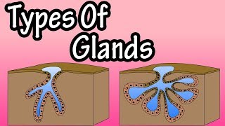 Glands  What Are Glands  Types Of Glands  Merocrine Glands  Apocrine Glands  Holocrine Glands [upl. by Assert951]