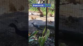 Peacock opening feathers  at Caversham Wild Life Park [upl. by Pike]