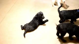 Ivan Keims Labradoodle Pups [upl. by Lletnahs]