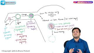 9 First Week of Development Embryology [upl. by Enelyad]