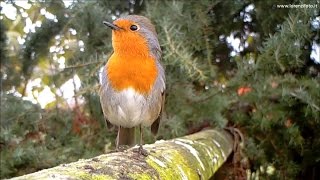 Pettirosso richiamo tipico  European Robin Erithacus rubecula 156 Fototrappola a Corte Franca [upl. by Nuawd]