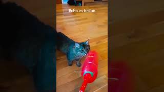 Hcatcatlover fumny fumnyvideos foryou fypage fyp fumnycatcats [upl. by Leontyne974]