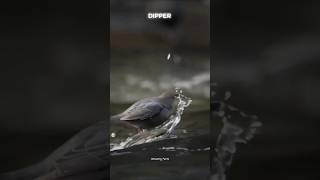 Dipper aquatic songbird shorts viralvideo trending [upl. by Anyahc]