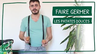 Comment faire germer vos patates douces à la maison  Astuces et conseils [upl. by Rosabella]