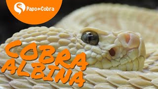 Cobras com cores diferentes Albinismo e Melanismo  Papo de Cobra [upl. by Eniawed]