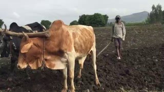 Ethiopian farmer plowing land near Bahir Dar Ethiopia June 2015 [upl. by Inaffets]