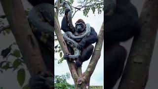 Kingkong tames giant python [upl. by Clark]