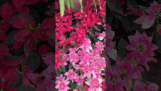 Beautiful Poinsettia Plant love the gorgeous mars pink colour🪴💕 [upl. by Aldwon]