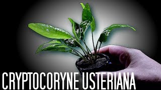 Aquarium Plants Cryptocoryne Usteriana [upl. by Orvas]