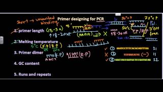 Primer designing [upl. by Strauss]