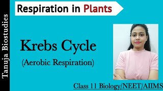 Respiration in Plants  Aerobic Respiration Krebs Cycle  Tricarboxylic acid cycle TCANEETAIIMS [upl. by Enyrehtac171]