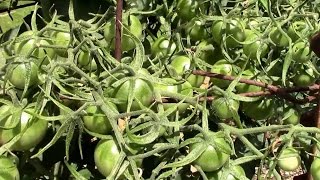 Black Cherry Heirloom Tomatoes From Seedling to Harvest [upl. by Kennith499]