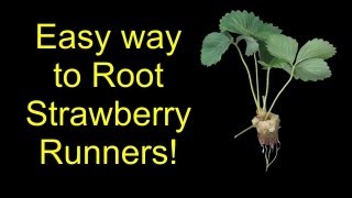 How To Root Strawberries For Hydroponics Aquaponics Or Soil  The SleestaksRule Method [upl. by Vihs]