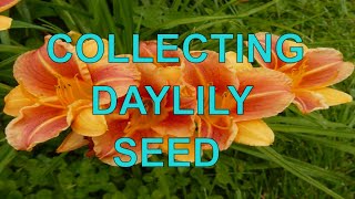 CollectingSavingStoring Daylily Seeds 👍  Dried Daylily Pods [upl. by Ablem]