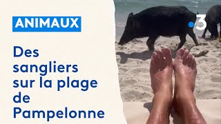 Des sangliers s’invitent sur la plage de Pampelonne [upl. by Maram331]