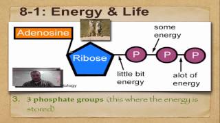 Chapter 8 Part 1 Energy amp Life [upl. by Aihsakal]