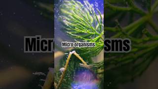 Micro organisms in Lake water  DIY [upl. by Ignace32]